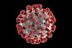 COVID-19 (Coronavirus)