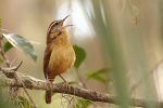 Lockdown Poem, Bird Singing